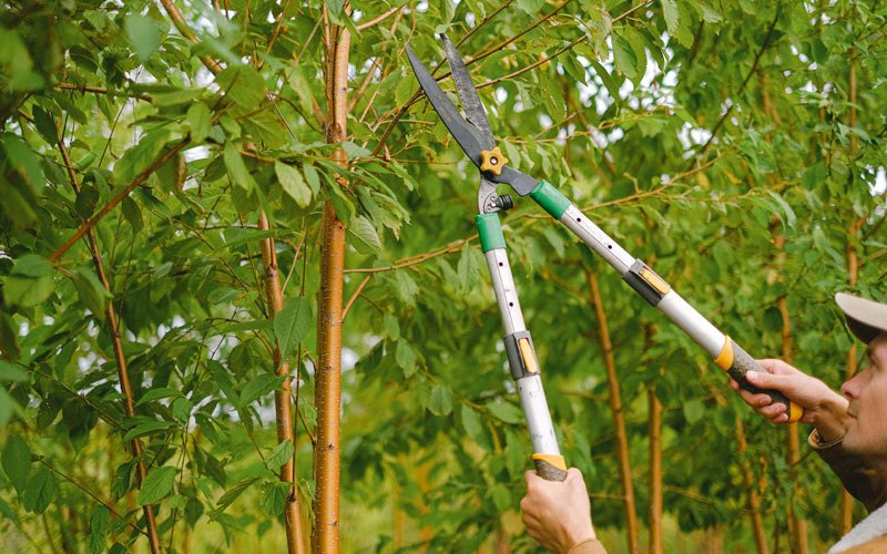 Tree trimming in Maroa, IL