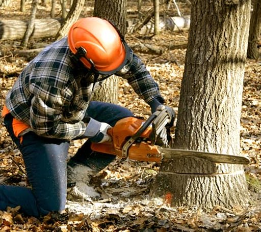 Tree Removal in Maroa, IL